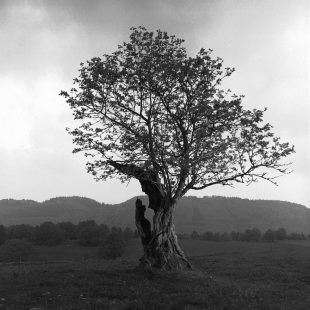 Le Sorbier des Oiseleur, Jacques Guélat dans la collection Arbres singuliers